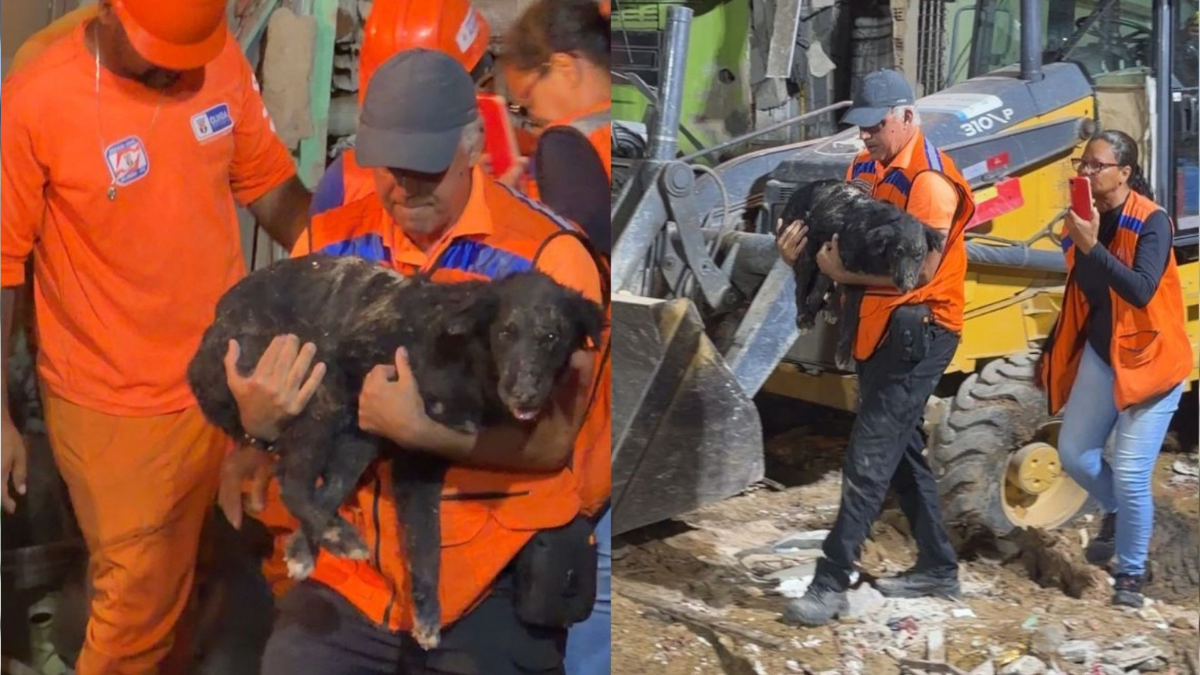 Cachorro Nick sendo carregado no colo dos socorristas