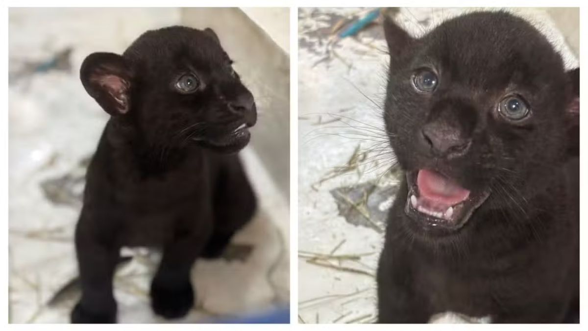 PADRÃO_IMAGEM_SITE Onças-pintadas com melanismo nascidas no Animália Park