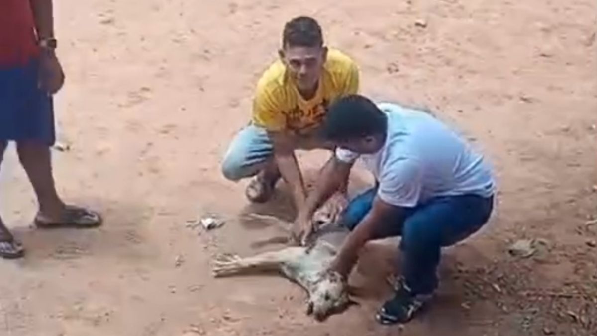 cachorro resgatado Dois homens estão agachados sobre o cachorro. O homem à esquerda está vestindo uma camiseta amarela e calças jeans claras. Ele está segurando ou tocando suavemente a região do pescoço e tórax do animal. O homem à direita está vestindo uma camisa de cor clara (talvez azul ou branca) e calças jeans escuras. Ele está segurando a parte traseira do corpo do cachorro. A expressão facial de ambos parece ser de preocupação ou cuidado.