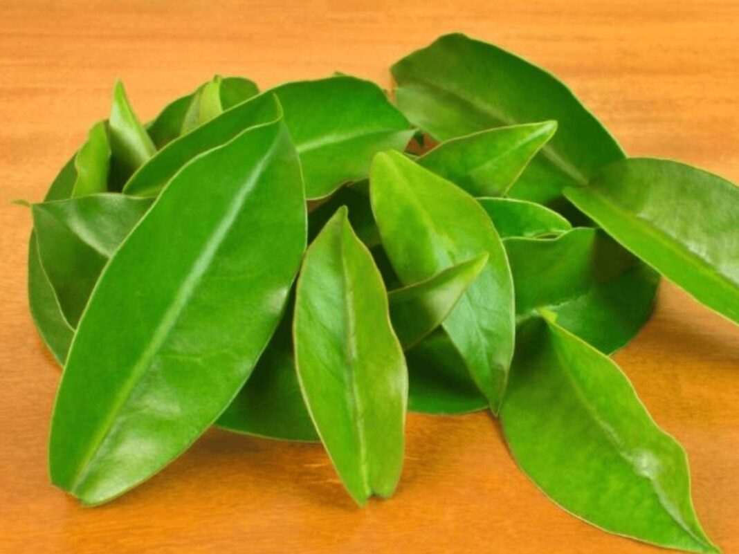 Folhas de ora-pro-nóbis