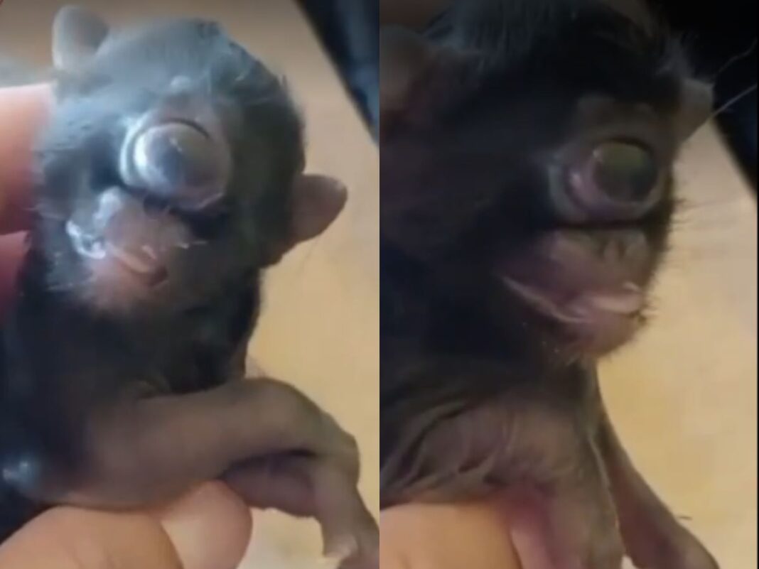 Ciclopia: a rara condição que fez gato nascer com um olho só